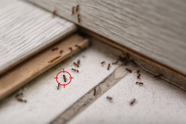 Best Pest Removal Services  in Chinook, MT